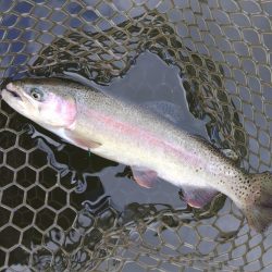 大安トラウトレイク釣果